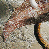 Plants: image 18 0f 20 thumb