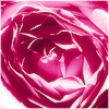 Plants: image 6 0f 20 thumb