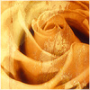 Plants: image 13 0f 20 thumb