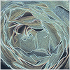 Plants: image 15 0f 20 thumb