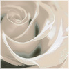 Plants: image 18 0f 20 thumb