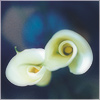 Plants: image 11 0f 20 thumb