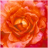 Plants: image 14 0f 20 thumb