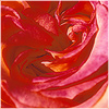 Plants: image 15 0f 20 thumb