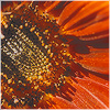 Plants: image 14 0f 20 thumb