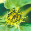 Plants: image 18 0f 20 thumb