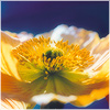 Plants: image 1 0f 20 thumb