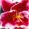 Plants: image 2 0f 20 thumb