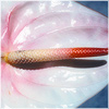 Plants: image 3 0f 20 thumb