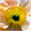 Plants: image 5 0f 20 thumb