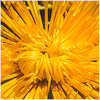 Plants: image 7 0f 20 thumb