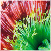 Plants: image 9 0f 20 thumb