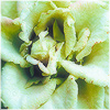 Plants: image 13 0f 20 thumb