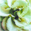 Plants: image 14 0f 20 thumb