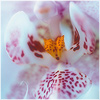 Plants: image 15 0f 20 thumb