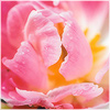 Plants: image 18 0f 20 thumb
