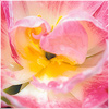 Plants: image 19 0f 20 thumb