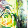 Plants: image 18 0f 20 thumb