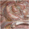 Plants: image 6 0f 20 thumb